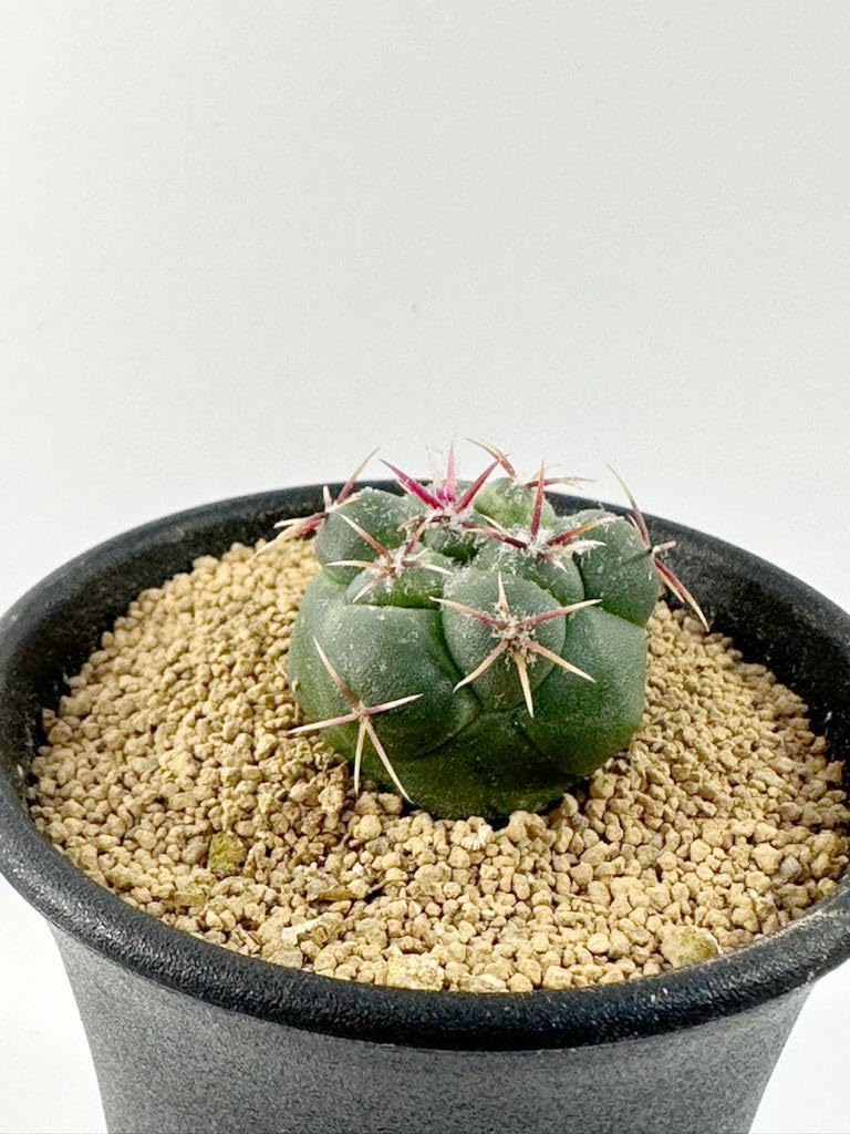 レア）アウストロカクタス 産地別68種類 種子5粒ずつセット 【公式通販】